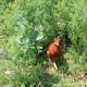 A chickenat at Badlands National Park, South Dakota