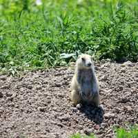 A fully erect Prairie Dog at Badlands National Park, South Dakota