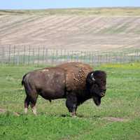Bison on the grassland at Badlands National Park, South Dakota