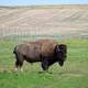 Bison on the grassland at Badlands National Park, South Dakota