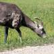 Goat eating grass at Badlands National Park, South Dakota