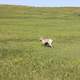 Goat on the Prairie at Badlands National Park, South Dakota