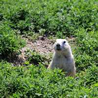 Prairie Dog Coming out of a hole at Badlands National Park, South Dakota