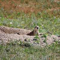 Prairie dog coming out of hole at Badlands National Park, South Dakota