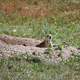 Prairie dog coming out of hole at Badlands National Park, South Dakota