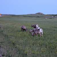 Wild mountain goats at Badlands National Park, South Dakota