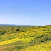 Yellow Flowers on the grassland at Badlands National Park, South Dakota