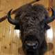 Bison Head in the Black Hills, South Dakota