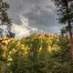 Forest at Black Hills in the Black Hills, South Dakota