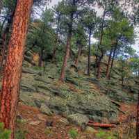 Rocks and Trees in the Black Hills, South Dakota