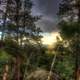 Sun falling behind the trees in the Black Hills, South Dakota