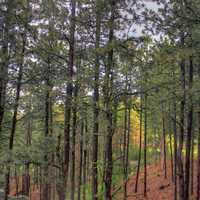 Trees in the black Hills Forest in the Black Hills, South Dakota