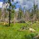 Blown down trees in Custer State Park, South Dakota