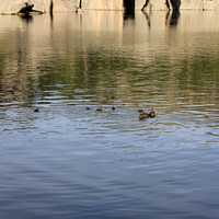 Ducks in the lake in Custer State Park, South Dakota