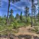 Forest Corridor in Custer State Park, South Dakota