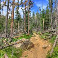 Forest path with trees on the side in Custer State Park, South Dakota