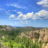 Forests in the Black Hills in Custer State Park, South Dakota