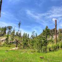 Hills and nature in Custer State Park, South Dakota