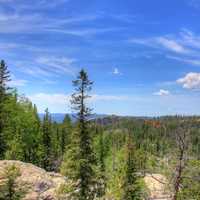 Trees and forest under the skies in Custer State Park, South Dakota