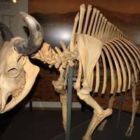 Bison Skeleton in Mitchell, South Dakota