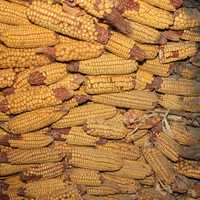 Corn stocks in Mitchell, South Dakota