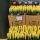 Rows of fake corn for sale in Mitchell, South Dakota