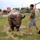 Slaying a minor bison in the Black Hills, South Dakota