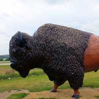 The Alpha Bison in the Black Hills, South Dakota