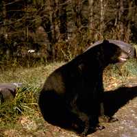 Black Bear in Great Smoky Mountains National Park, Tennessee