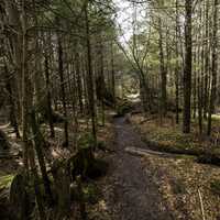 Hiking path scenery towards Clingman's Dome in Smoky Mountains National Park, Tennessee