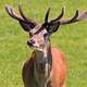 Mountain Deer wildlife in Great Smoky Mountains National Park, Tennessee