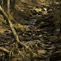 Nature and Creek Scenery in Great Smoky Mountains National Park, Tennessee