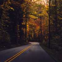 Roadway under trees in the fall at Great Smoky Mountains National Park, Tennessee