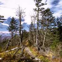 Trees and landscape in Great Smoky Mountains National Park, Tennessee