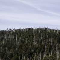 Trees in the landscape in Great Smoky Mountains National Park, Tennessee