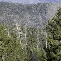 Trees on the Mountainside in Great Smoky Mountains National Park, Tennessee