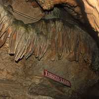 Tobacco leaves formation at Lookout Mountain, Tennessee