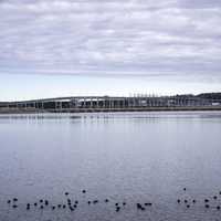 Loons in Pickwick Lake