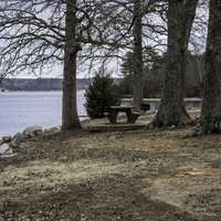 Trees, bench. and shoreline of Pickwick Lake