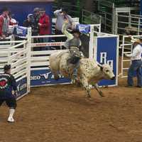Bull Riding in arena in Austin, Texas