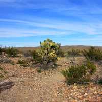 Plants on the desert Horizonat Big Bend National Park, Texas