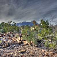 Dark Skies over Desert Flora at Big Bend National Park, Texas