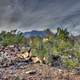 Dark Skies over Desert Flora at Big Bend National Park, Texas