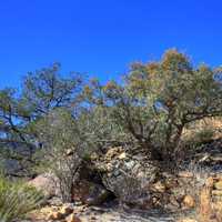 Plants on the mountain side at Big Bend National Park, Texas