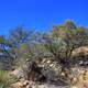 Plants on the mountain side at Big Bend National Park, Texas