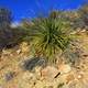 Plant on the mountain side at Big Bend National Park, Texas