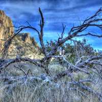 Tree Trunk and Sky at Big Bend National Park, Texas