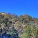 Forest Mountain at Big Bend National Park, Texas