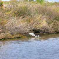 Egret fishing for prey at Galveston Island State Park, Texas