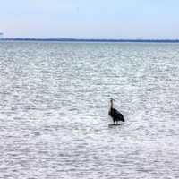 Heron in bay at Galveston, Texas